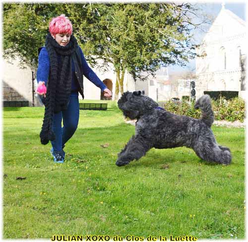 JULIAN XOXO du Clos de la  Luette SITE WEB ELEVAGE DU CLOS DE LA LUETTE SPECIALISE POUR LE BOUVIER DES FLANDRES ©